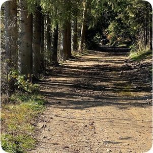 Ilustracja przedstawiająca las